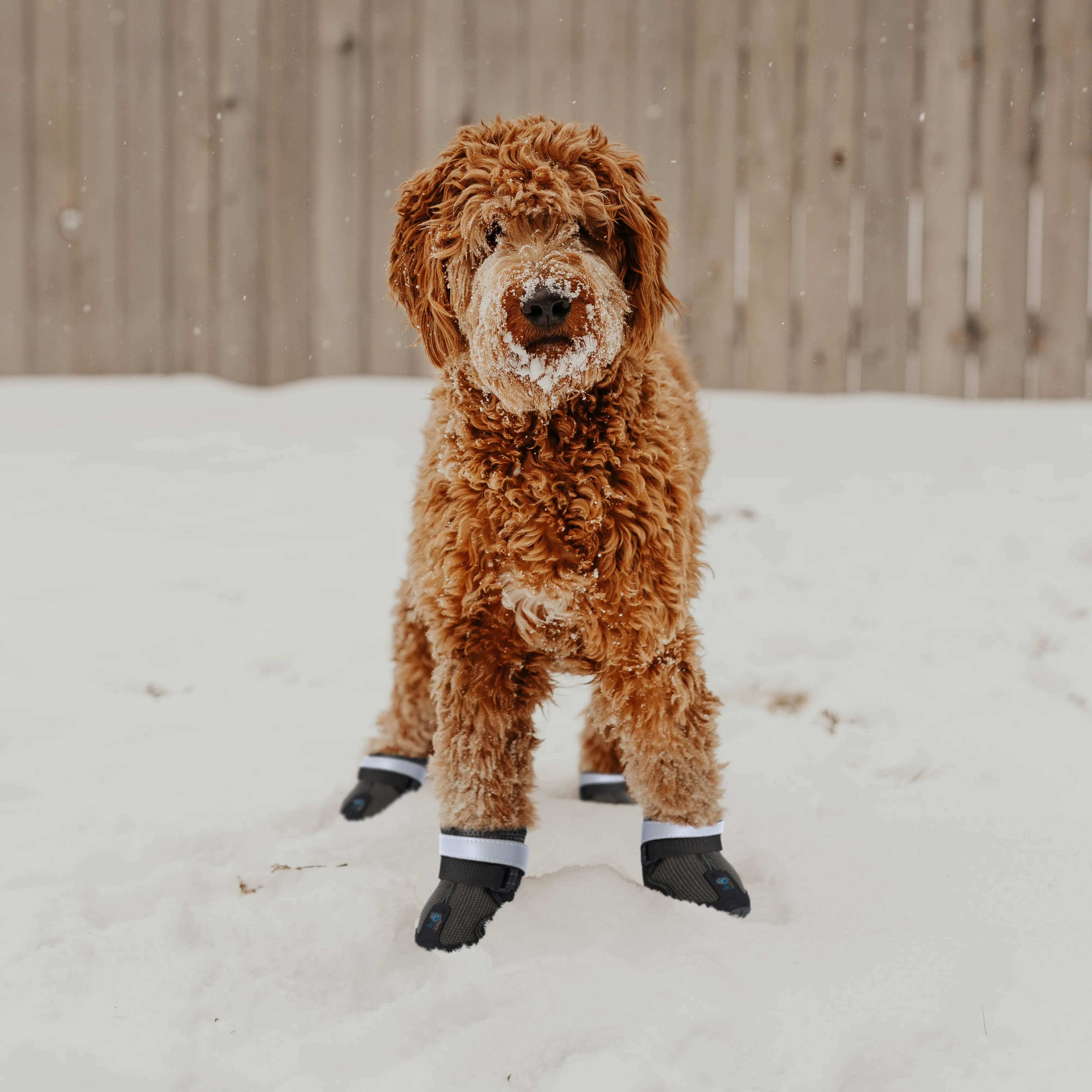 Large Dog Boots